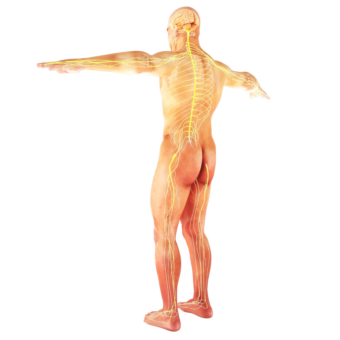 Body with nerve trail to organs showing alignment from chiro care